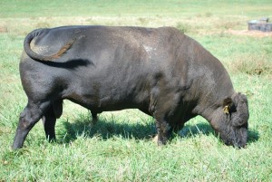 Lonestar Of Kinloch E901