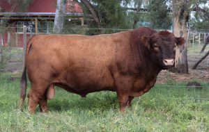 BIFE 1565