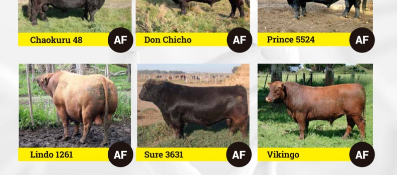 Ternero Nacido Vivo · Negocio Asegurado I