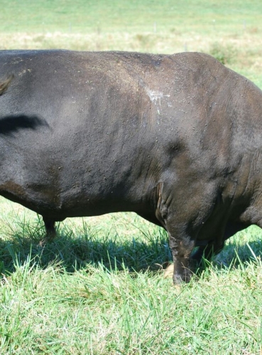 Lonestar Of Kinloch E901