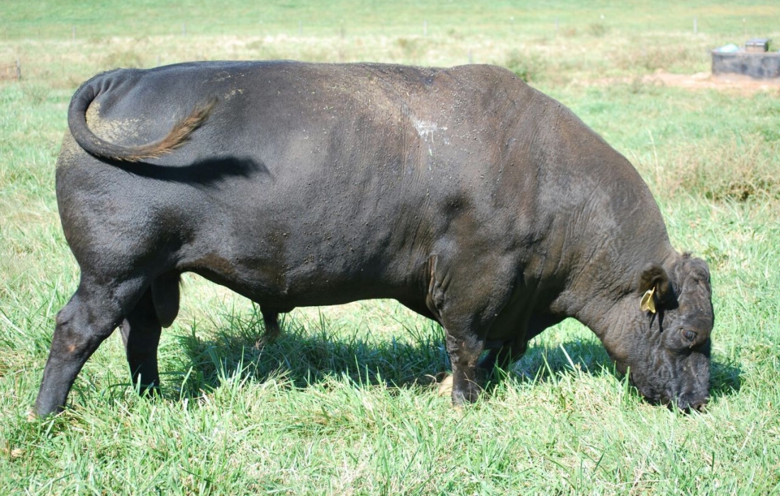 Lonestar Of Kinloch E901